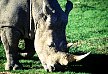 grasendes Nashorn