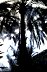 Palme im Gegenlicht