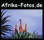 African Gallery.
